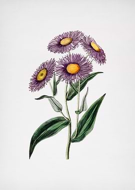 Vintage Shewy Stenactis