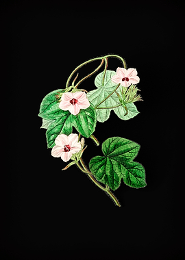 Aitons Ipomoea Flower