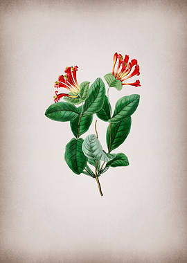 North West Honeysuckle