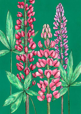 Lupins