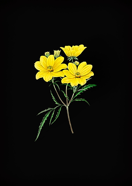 Golden Coreopsis Flower