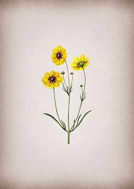 Perennial Dyers Coreopsis