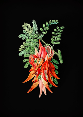 Crimson Glory Pea Flower