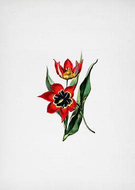 Red Strong Smelling Tulip