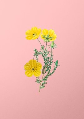 Long Stalked Ledocarpum