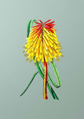 Burchells Tritoma on Mint