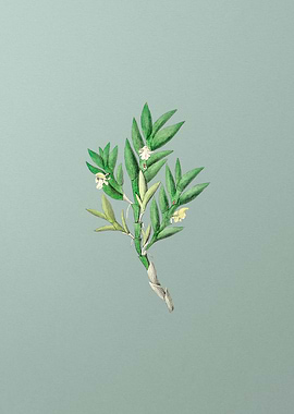 Two Edge Dendrobium Flower