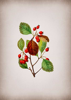 Plum Leaved Thorn Flower