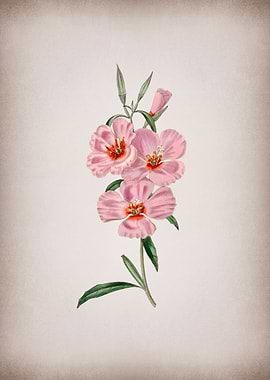 Vintage Pink Ruddy Godetia