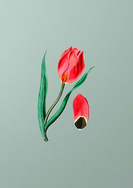 Suns Eye Tulip On Mint