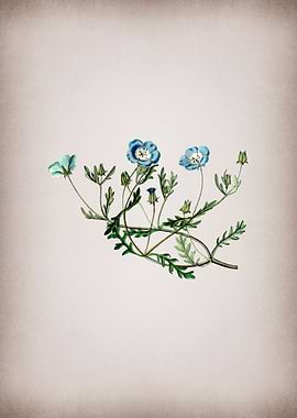 Vintage Shewy Nemophila
