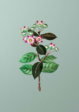 Tall Calotropis Flower