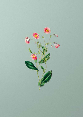 Vintage Rhodanthe Flower