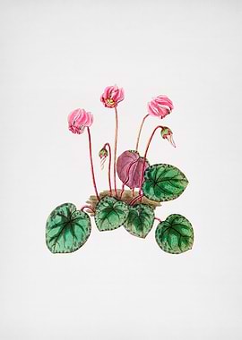 Shore Cyclamen Flower