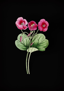 Vintage Bowies Oxalis