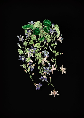 Harebell Flower on Black