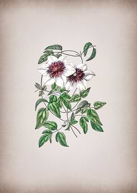 Vintage Siebalds Clematis