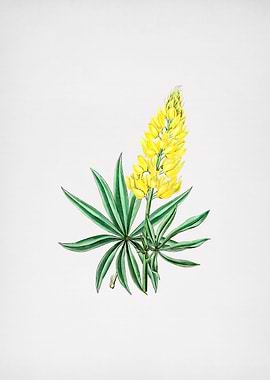 Yellow Lupine Flower