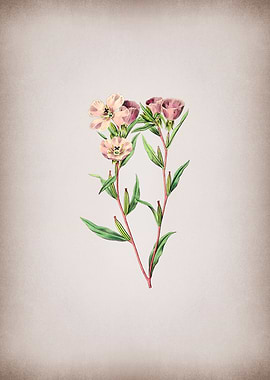 Pale Corona Amaryllis