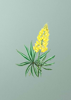 Yellow Perennial Flower