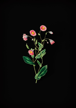 Captain Mangles Rhodanthe