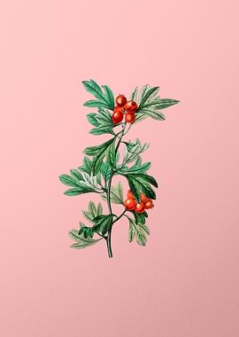 Morocco Hawthorn Flower