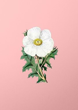 Mexican Poppy Flower