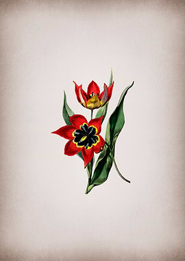 Red Strong Smelling Tulip