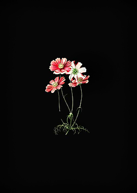 Fine Leaf Cosmus Flower