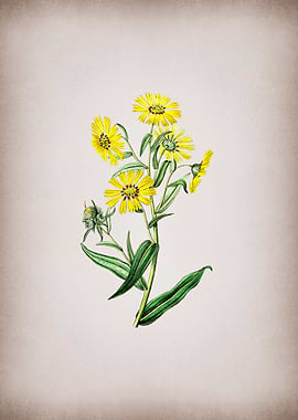 Madia Flower on Parchment