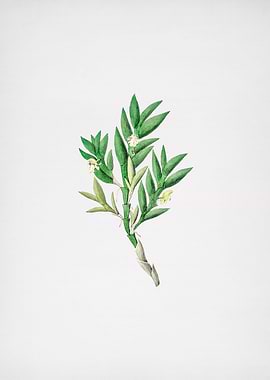 Two Edge Dendrobium Flower