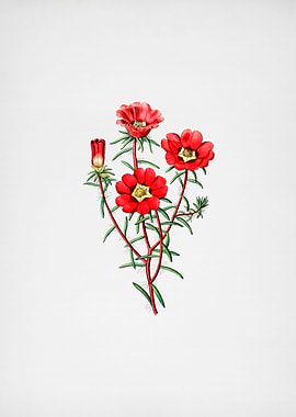 Portulaca Splendens Flower