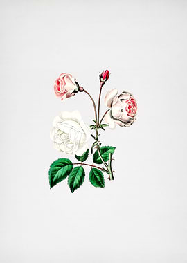 Vintage Ruga Rose Flower