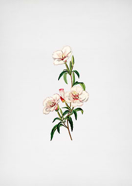 Wine Stained Godetia