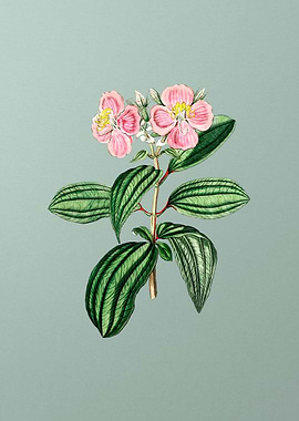 Starry Osbeckia Flower