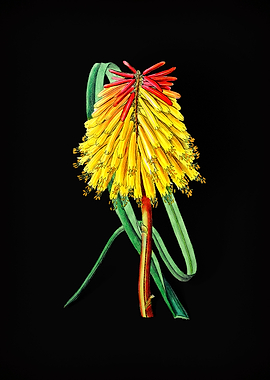 Vintage Burchells Tritoma