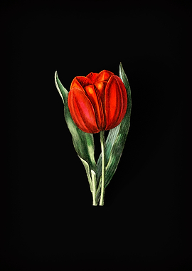 Tulip Branch on Black