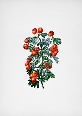 Sweet Scented Hawthorn