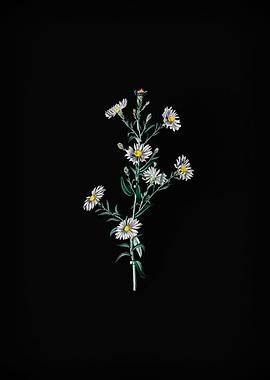 Glaucous Aster Flower