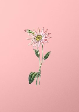 Echinacea Flower on Pink