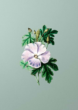 Wrays Hibiscus Flower