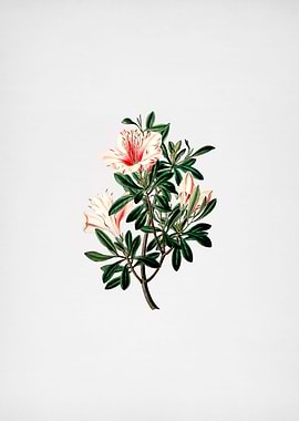 Variegated Chinese Azalea