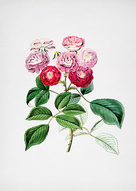 Vintage Seven Sisters Rose