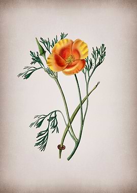 Saffron Eschscholzia