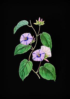 Hoary Jacquemontia Flower