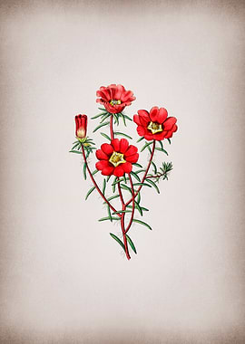 Portulaca Splendens Flower