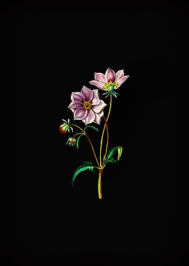 Vintage Dwarf Dahlia