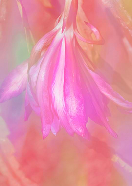 flower in spring season