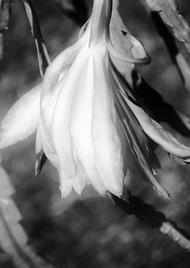 flower in spring season