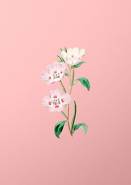 Pink Oenothera Flower